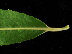 Salix matsudana. Base of leaf showing short hairs on midvein and petiole.
 Image: D. Glenny © Landcare Research 2020 CC BY 4.0